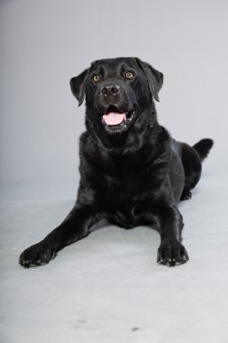 gri arka plan üzerinde izole hafif kahverengi gözlü Siyah labrador retriever köpek. Stüdyo vurdu.