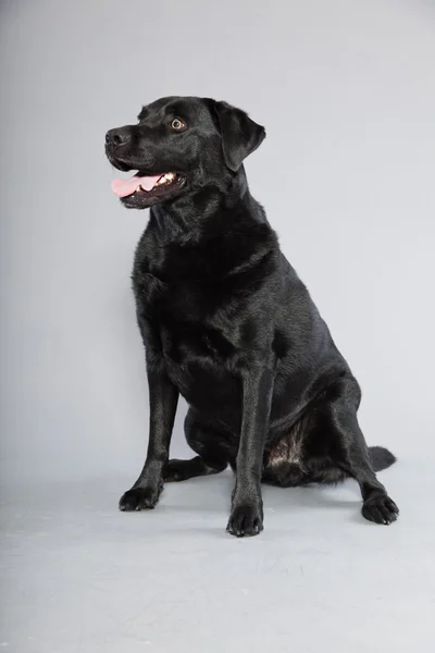 stock image Black labrador retriever dog with light brown eyes isolated on grey background. Studio shot.