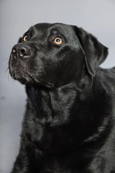 Zwarte labrador retriever hond met licht bruine ogen geïsoleerd op een grijze achtergrond. studio opname. — Stockfoto