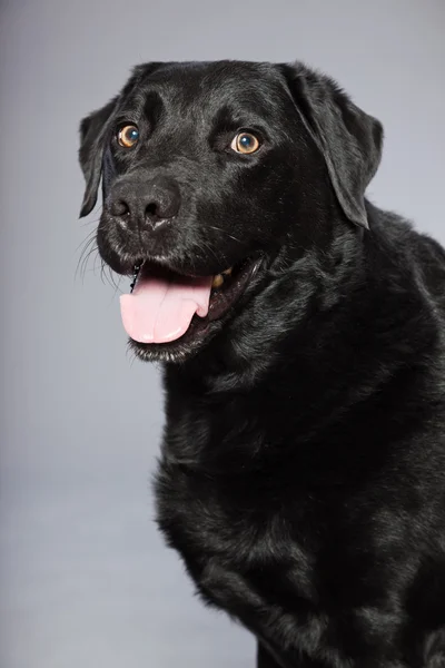 Cane labrador retriever nero con occhi marrone chiaro isolato su sfondo grigio. Studio girato . — Foto Stock