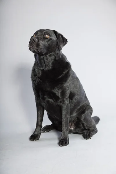 Perro labrador retriever negro con ojos marrones claros aislados sobre fondo gris. Captura de estudio . — Foto de Stock