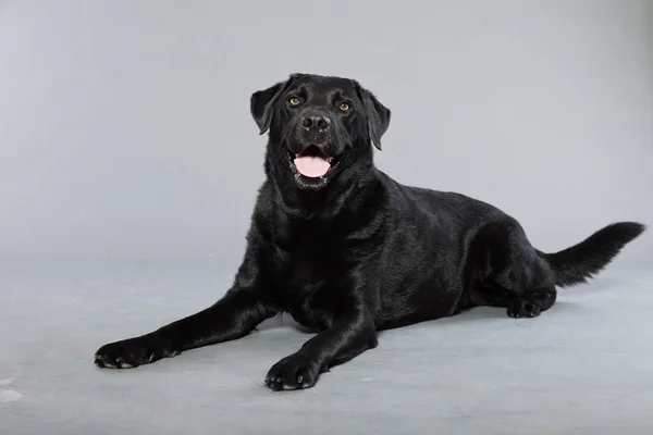 stock image Black labrador retriever dog with light brown eyes isolated on grey background. Studio shot.