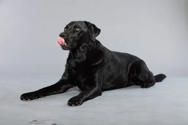 stock image Black labrador retriever dog with light brown eyes isolated on grey background. Studio shot.