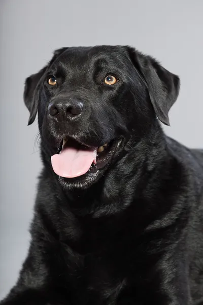 Perro labrador retriever negro con ojos marrones claros aislados sobre fondo gris. Captura de estudio . —  Fotos de Stock