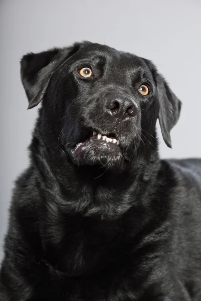 Черный лабрадор ретривер собака со светло-коричневыми глазами изолированы на сером фоне. Снимок студии . — стоковое фото