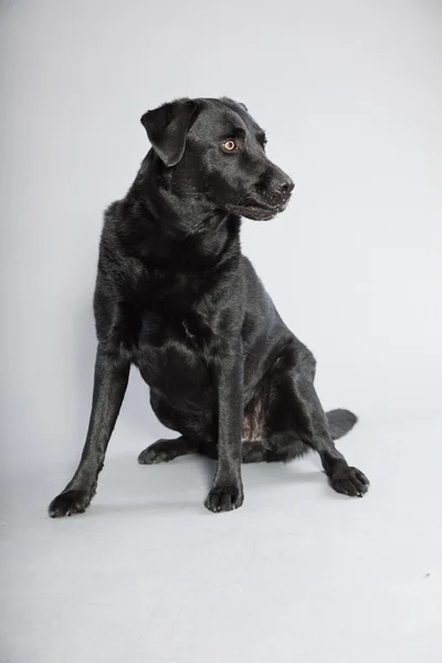 Σκυλί μαύρο λαμπραντόρ Ριτρίβερ με φως καστανά μάτια που απομονώνονται σε γκρι φόντο. Studio που γυρίστηκε. — Φωτογραφία Αρχείου