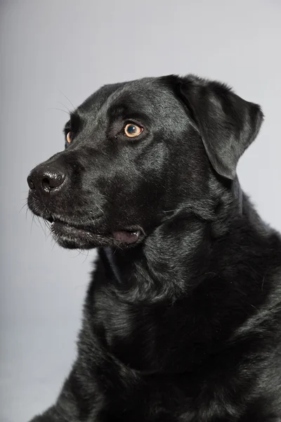 Chien labrador retriever noir avec des yeux brun clair isolés sur fond gris. Plan studio . — Photo