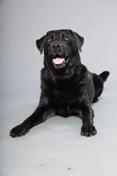 Black labrador retriever dog with light brown eyes isolated on grey background. Studio shot. — Stock Photo, Image