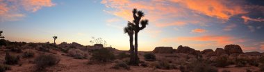 Panorama landscape of Joshua Tree National Park at sunset, USA. clipart