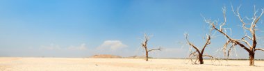 Panorama landscape of dead trees in dry landscape near salton sea. USA. Dried lake. clipart