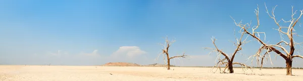 Panoramalandschaft toter Bäume in trockener Landschaft in der Nähe des Saltonmeeres. USA. ausgetrockneter See. — Stockfoto