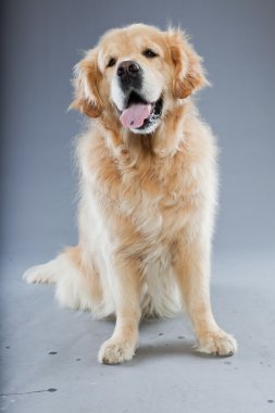 eski golden retriever köpek izole gri arka plan üzerinde. Stüdyo vurdu.