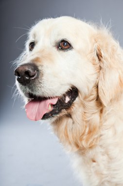 eski golden retriever köpek izole gri arka plan üzerinde. Stüdyo vurdu.