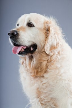 eski golden retriever köpek izole gri arka plan üzerinde. Stüdyo vurdu.