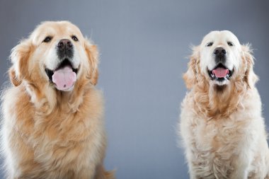 gri arka plan üzerinde izole iki eski golden retriever köpek birlikte. Stüdyo vurdu.