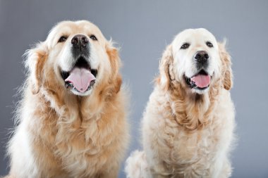 gri arka plan üzerinde izole iki eski golden retriever köpek birlikte. Stüdyo vurdu.