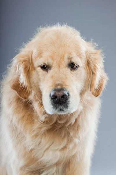 Gamla golden retriever hund isolerad på grå bakgrund. Studio skott. — Stockfoto