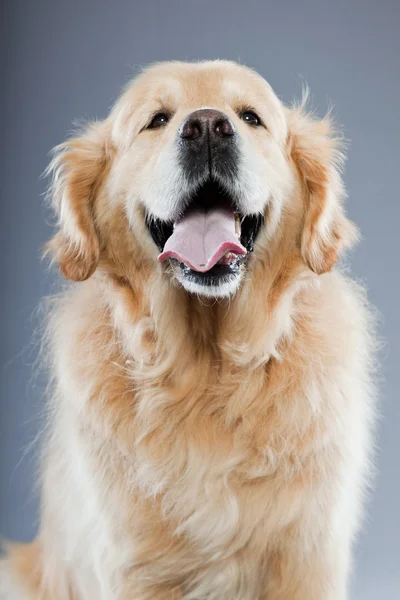 Oude gouden retriever hond geïsoleerd op grijze achtergrond. studio opname. — Stockfoto