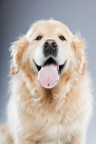 Starý zlatý retrívr pes izolované na šedém pozadí. Studio záběr. — Stock fotografie