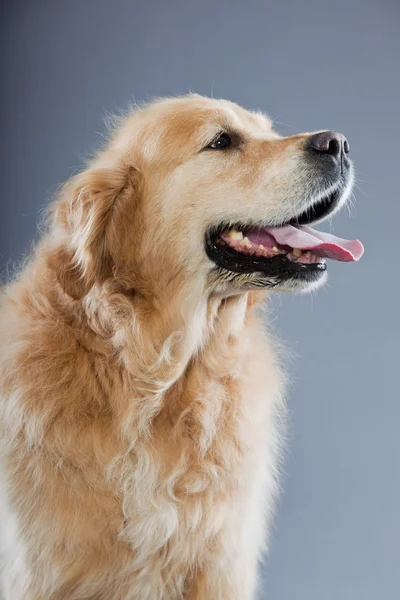 Alter Golden Retriever Hund isoliert auf grauem Hintergrund. Studioaufnahme. — Stockfoto