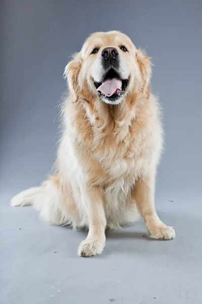 Velho cão golden retriever isolado em fundo cinza. Estúdio . — Fotografia de Stock