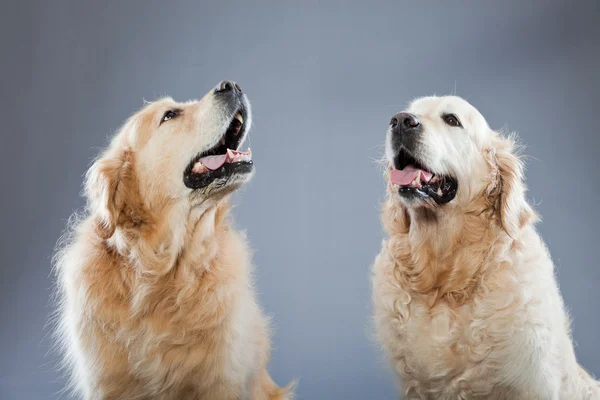 Gri arka plan üzerinde izole iki eski golden retriever köpek birlikte. Stüdyo vurdu. — Stok fotoğraf
