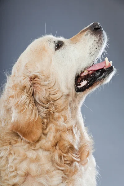 Viejo perro perdiguero dorado aislado sobre fondo gris. Captura de estudio . —  Fotos de Stock