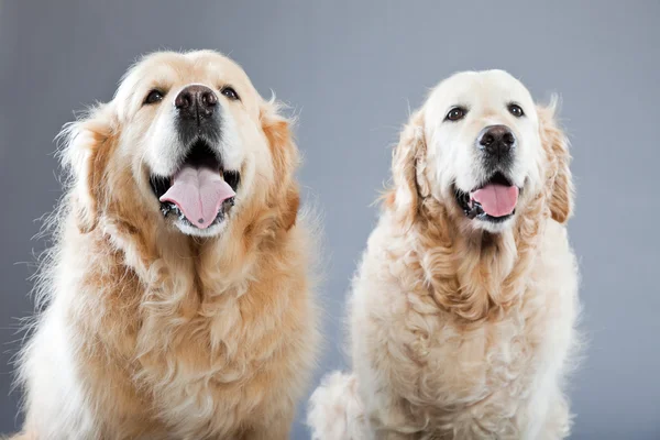 stock image Two old golden retriever dogs together isolated on grey background. Studio shot.