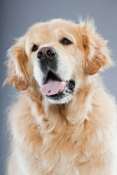 Starý zlatý retrívr pes izolované na šedém pozadí. Studio záběr. — Stock fotografie