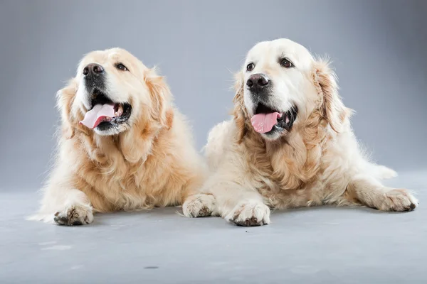 Twee oude golden retriever honden samen geïsoleerd op een grijze achtergrond. studio opname. — Stockfoto