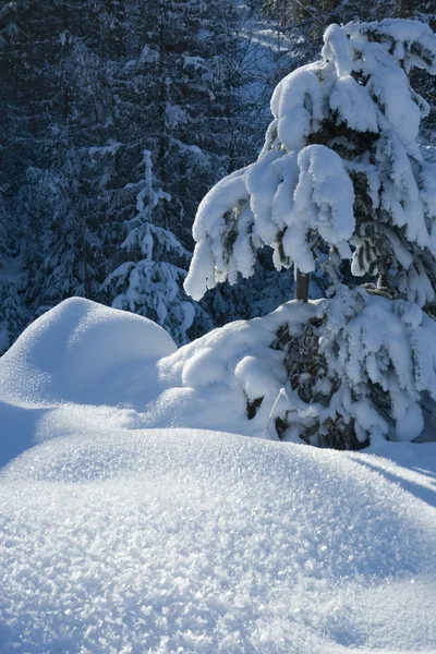 Fresh snow on the trees — Stock Photo, Image