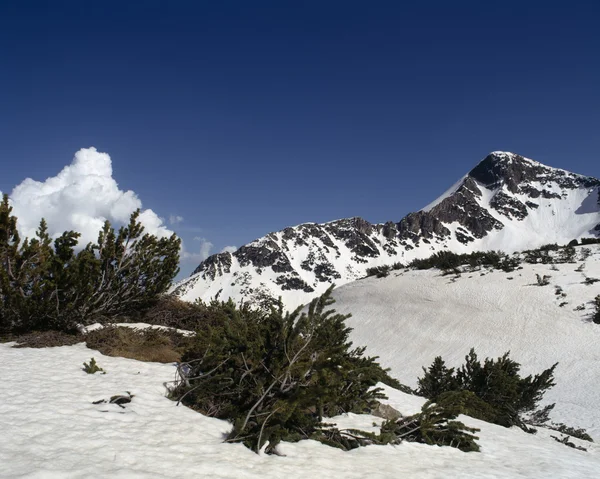 Pirin gunung — Stok Foto