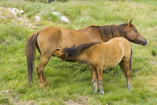 Hästar på betesmark — Stockfoto