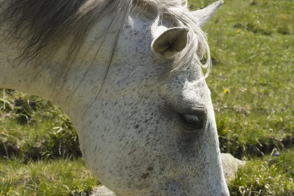 Paarden op een weiland — Stockfoto