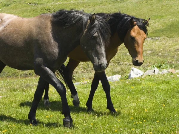 stock image Horses on a pasture