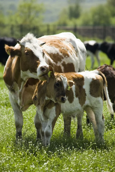 Cow with her calf — Stock Photo, Image