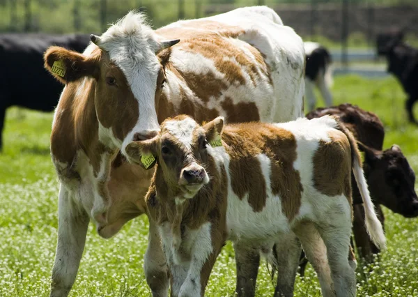 Ko med sin kalv — Stockfoto
