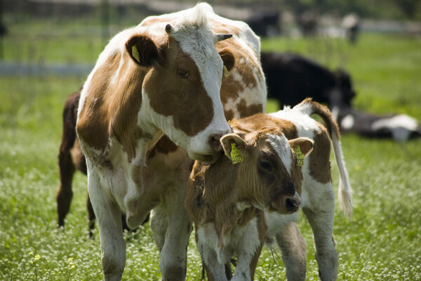 Корова со своим теленком
