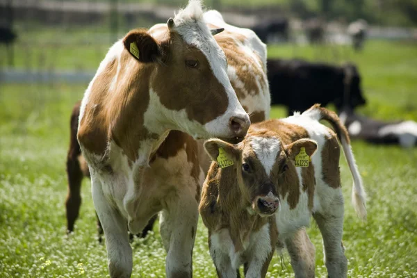 Vaca com seu bezerro — Fotografia de Stock