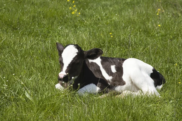 A small calf — Stock Photo, Image