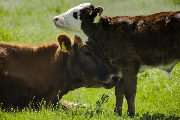 Vaca com seu bezerro — Fotografia de Stock