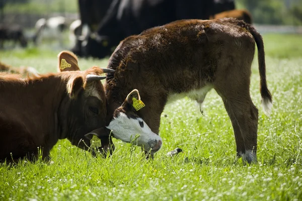 Ko med sin kalv — Stockfoto
