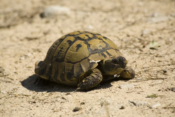 stock image Tortoise