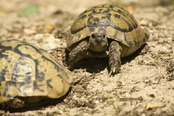 stock image Tortoise