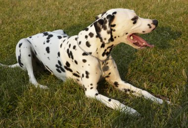 köpek dişi Dalmaçyalı