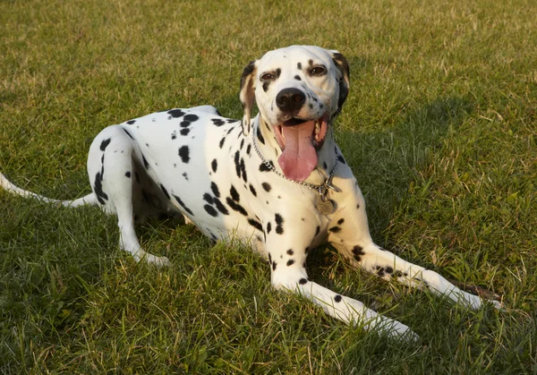 Female Dalmatian dog — Stock Photo, Image