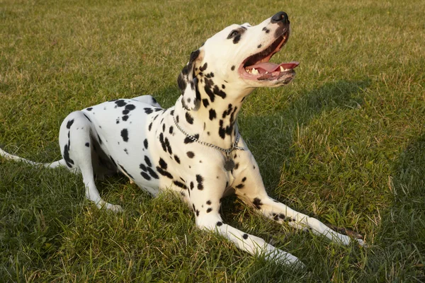 Cane della Dalmazia femminile — Foto Stock