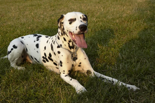 Köpek dişi Dalmaçyalı — Stok fotoğraf