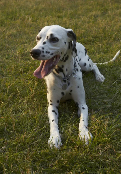 Female Dalmatian dog — Stock Photo, Image