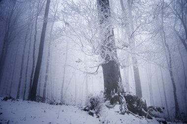 Large tree in a frozen forest clipart